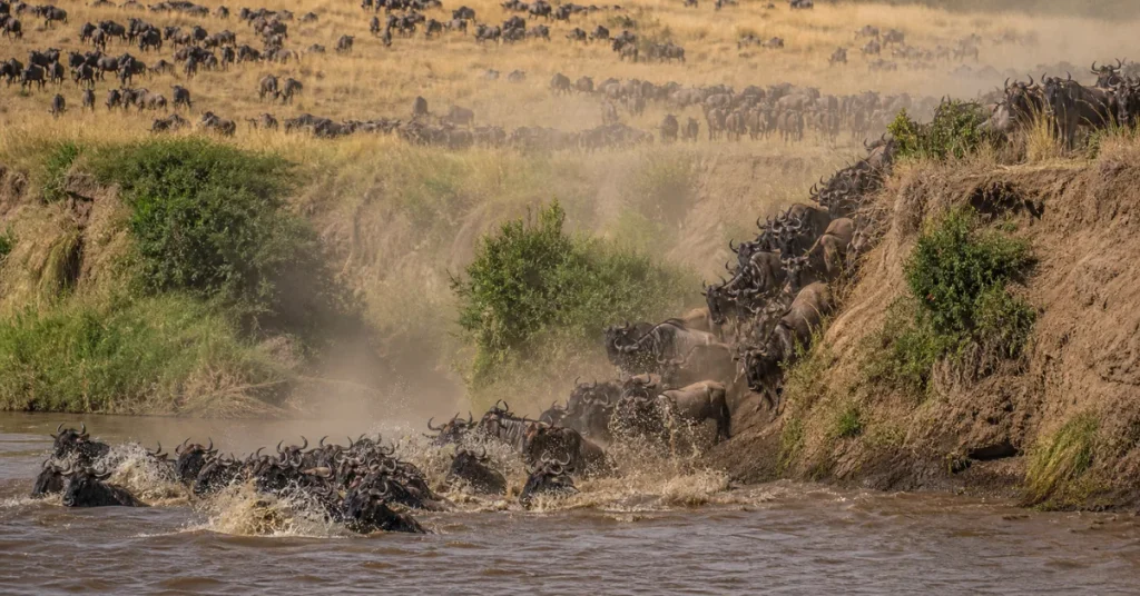 Best places to travel in September: a vast wildebeest herd pouring down the bank into the Mara River amid dust and spray