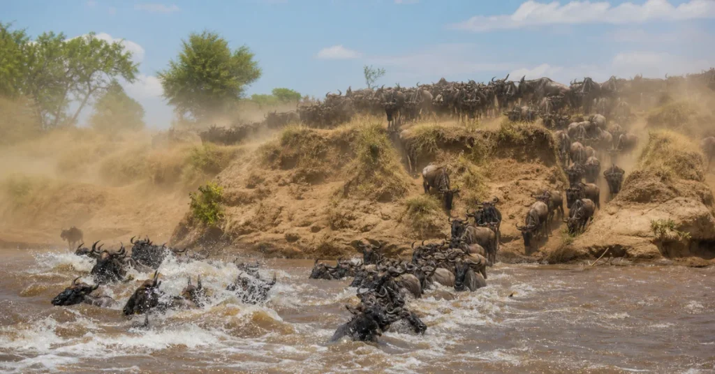 Best places to travel in August: thousands of wildebeest pouring into the Mara River during the Great Migration